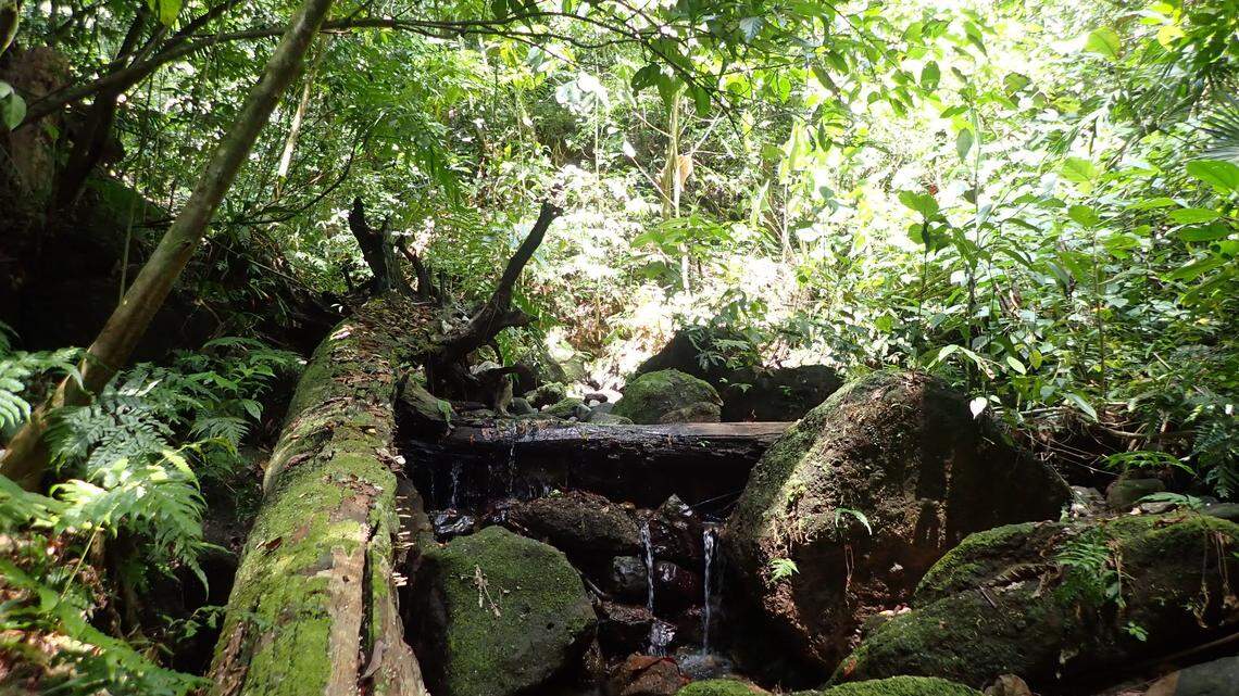 Along a river in Costa Rica, small creatures dive into the water to escape predators and use bubbles to breathe, researchers said.