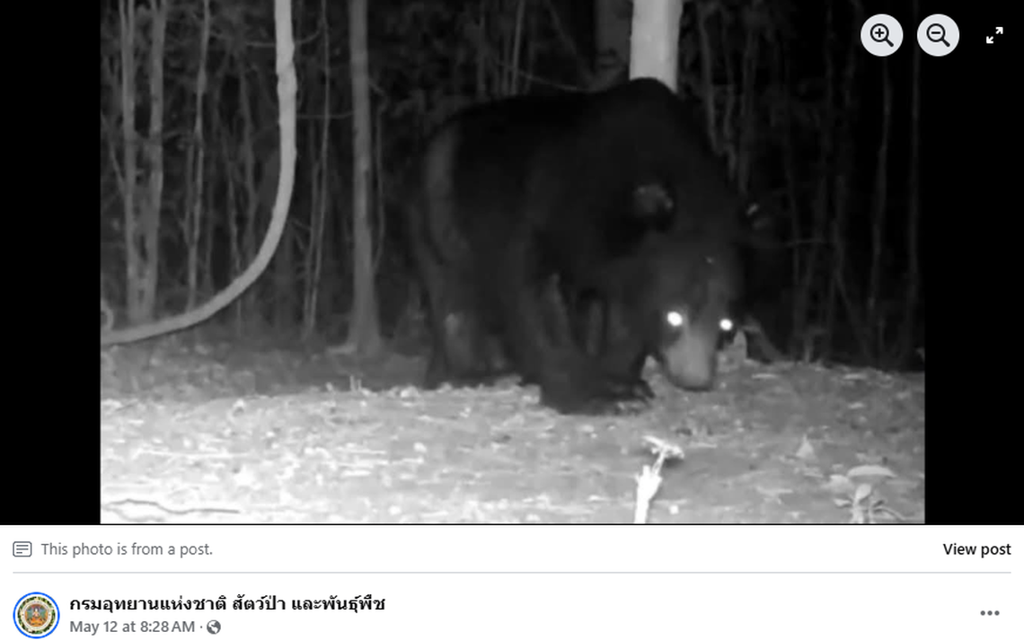 Asiatic black bears have dark fur but a lighter patch of fur on their chests.