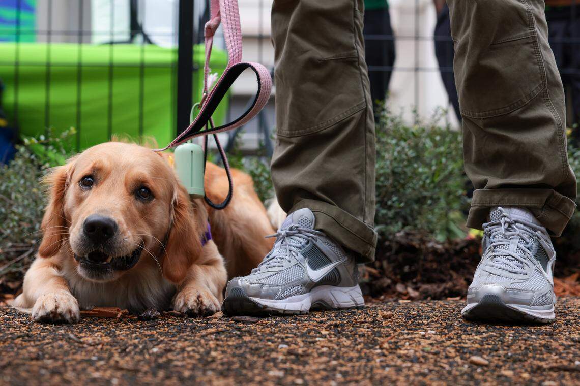 A golden retriever named Poppy chews on a piece of mulch during the grand opening of the Chewy Bark Park at 4579 Ponce de Leon Blvd. in Coral Gables, Fla., Saturday, Jan. 31, 2026.