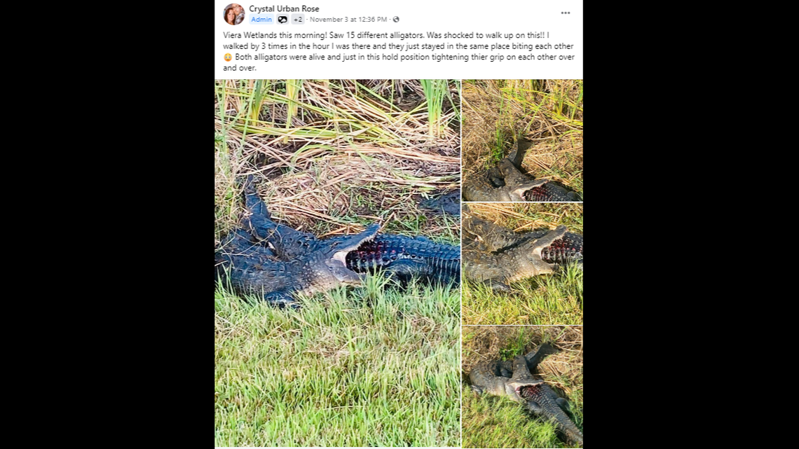 Crystal Urban Rose was visiting Ritch Grissom Memorial Wetlands&nbsp;for the first time when she saw two alligators biting down on each other. 