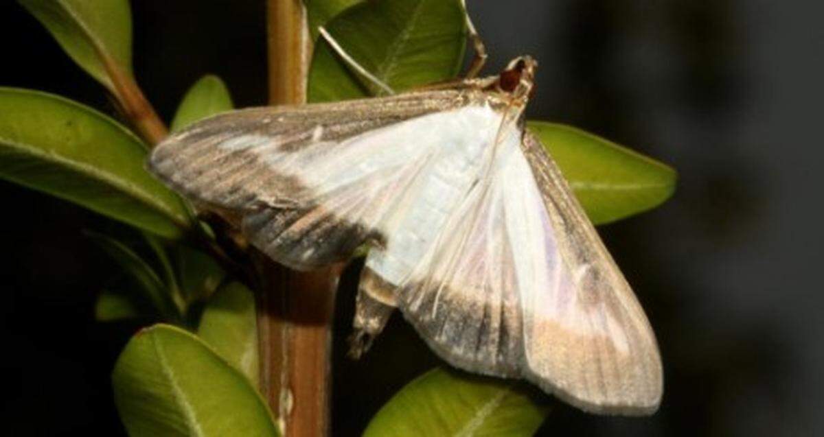 Box tree moths, an invasive species that can damage boxwood plants, were found in Virginia for the first time, officials said.
