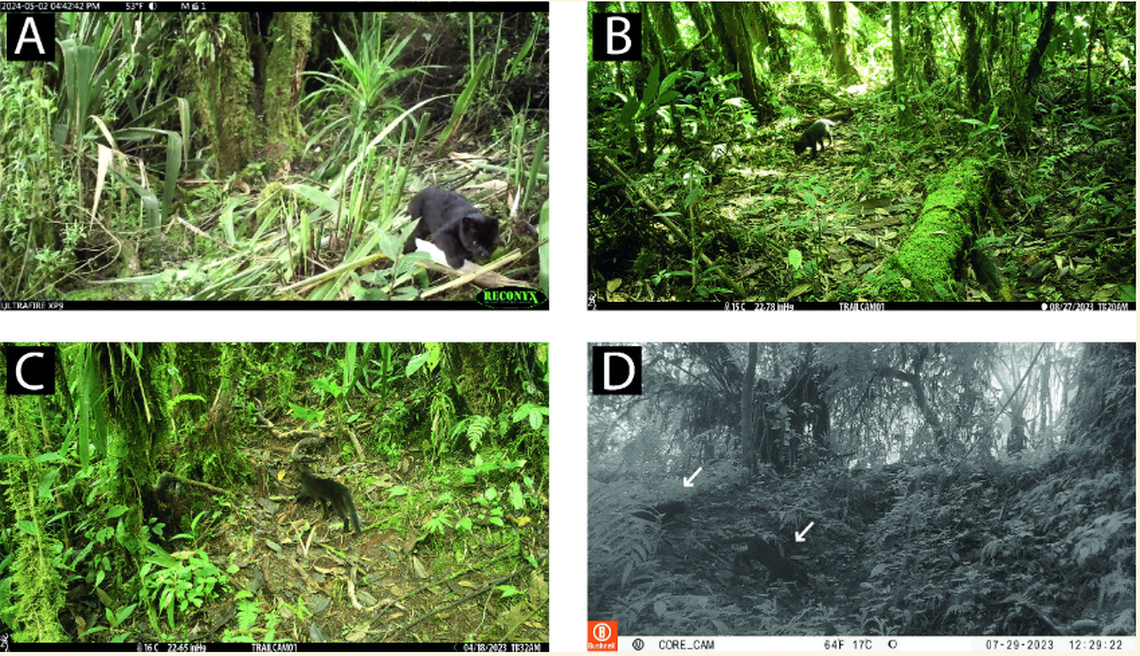 Nearly half of the clouded oncillas spotted on the cameras showed a darker coloration than expected.