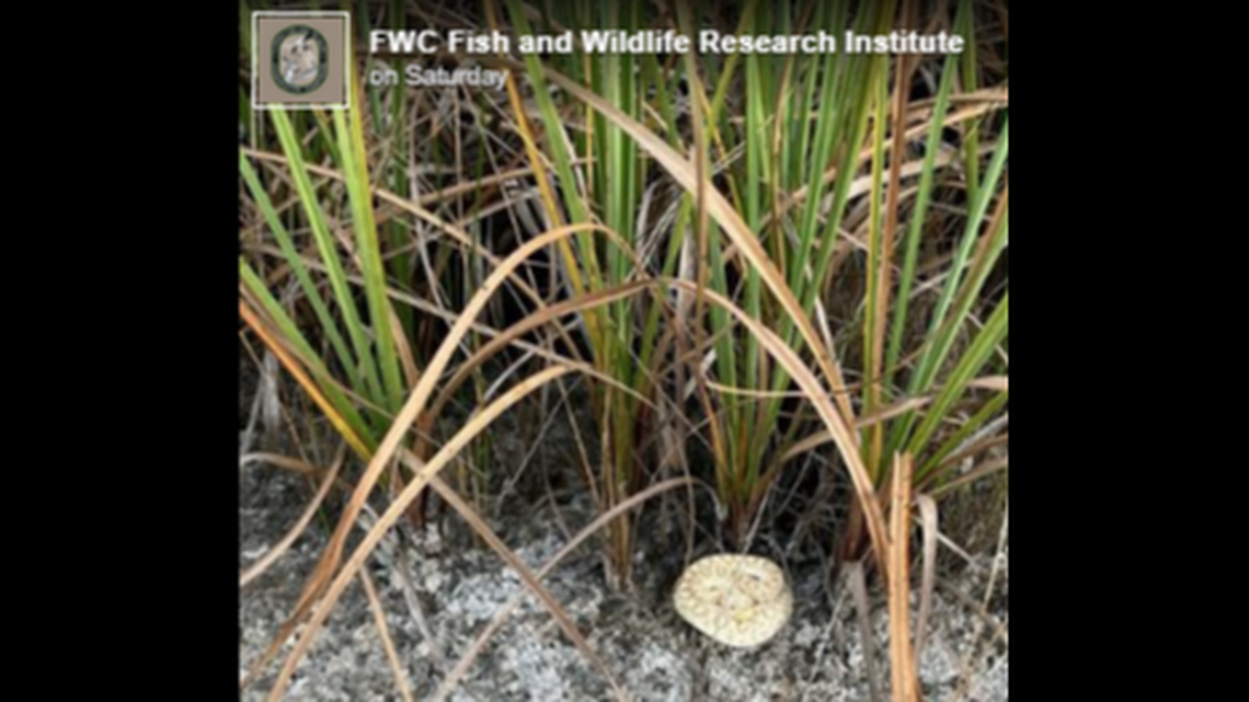 This young diamondback rattlesnake is amelanistic and lacks black pigment. It was photographed in Florida’s Big Bend Wildlife Management Area.