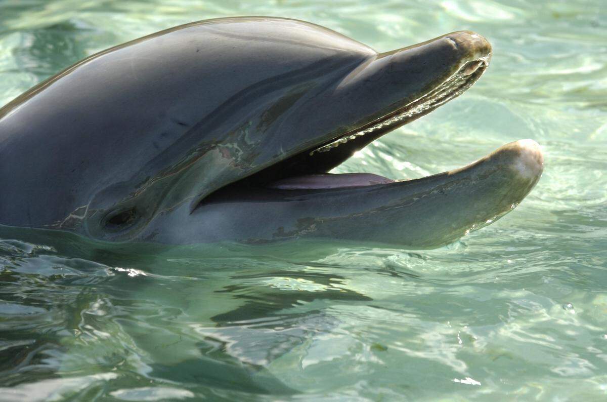 El USDA multó al Miami Seaquarium por varias infracciones, entre ellas la de no separar adecuadamente los grupos de delfines, lo que dio lugar a violentas peleas.