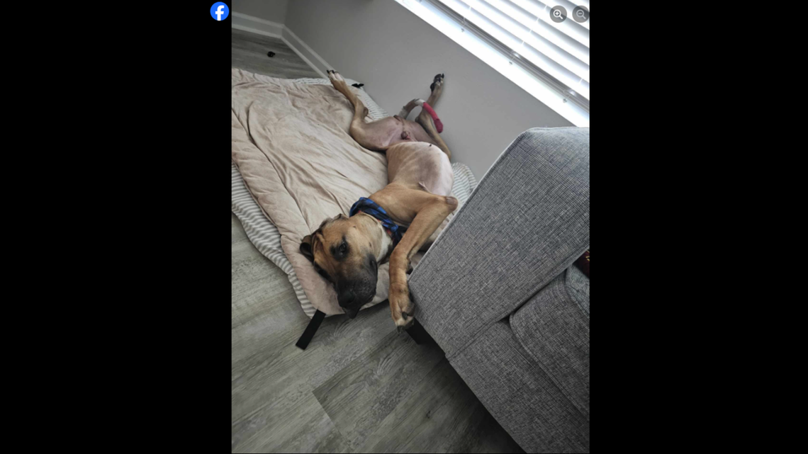 Brighton was incredibly underweight when he was placed in a Pensacola foster home.