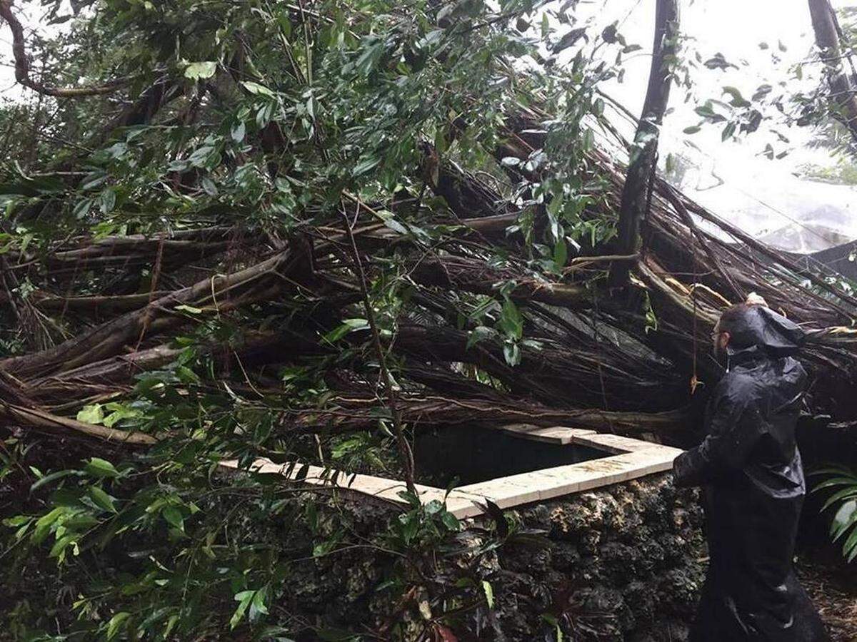 Monkey Jungle in South Miami-Dade suffered extensive damage during Hurricane Irma. The park was closed for eight months.