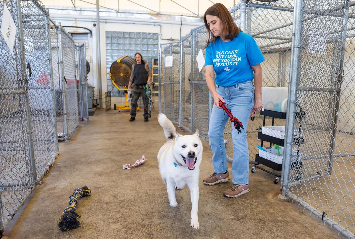 Kara Starzyk, 44, shelter manager, plays with Austin, a 3-year-old Sibrerian Husky and Shepard mix, at Abandoned Pet Rescue on Thursday, May, 15, 2025, in Fort Lauderdale, Fla.