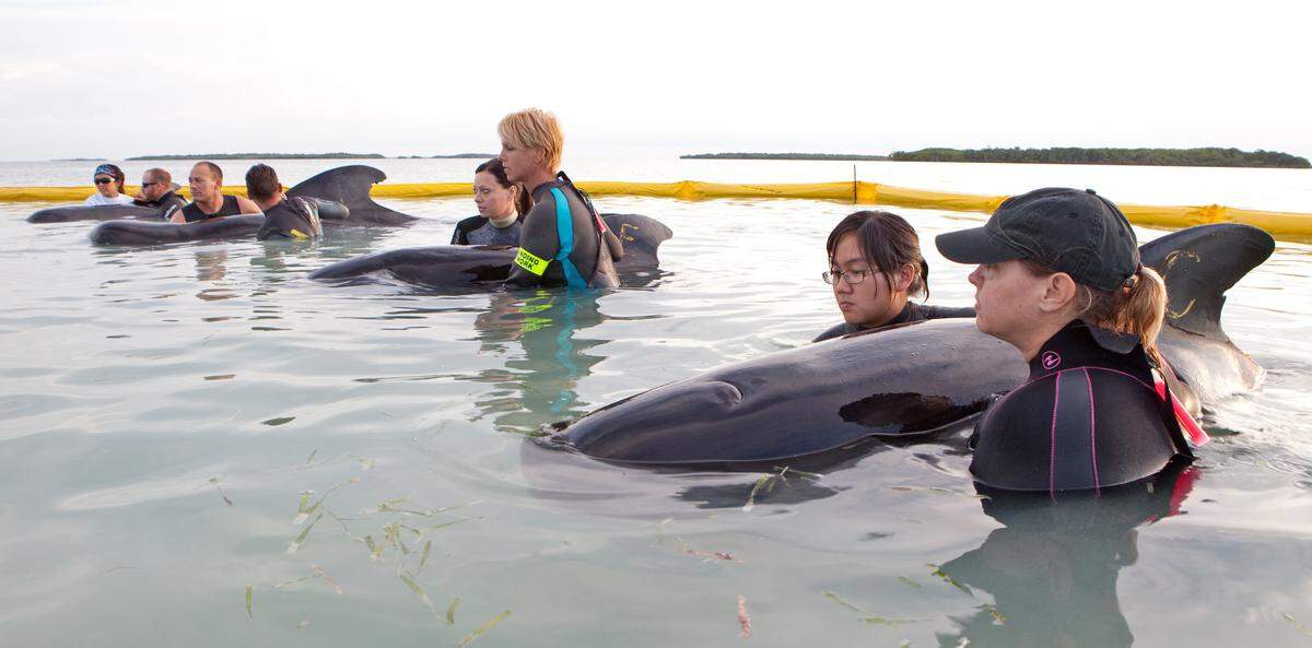 In this photo provided by the Florida Keys News Bureau, staff members and volunteers from the Marine Mammal Conservancy care for four pilot whales Friday, May 6, 2011, in a temporary sea pen at Cudjoe Key, Fla. The four whales are part of a group of about 16 that stranded Thursday, May 5, off the lower Florida Keys. Three other whales are being cared for in the pen, two died and responders are endeavoring to secure the others in the sea pen. (AP Photo/Florida Keys News Bureau, Bob Care)