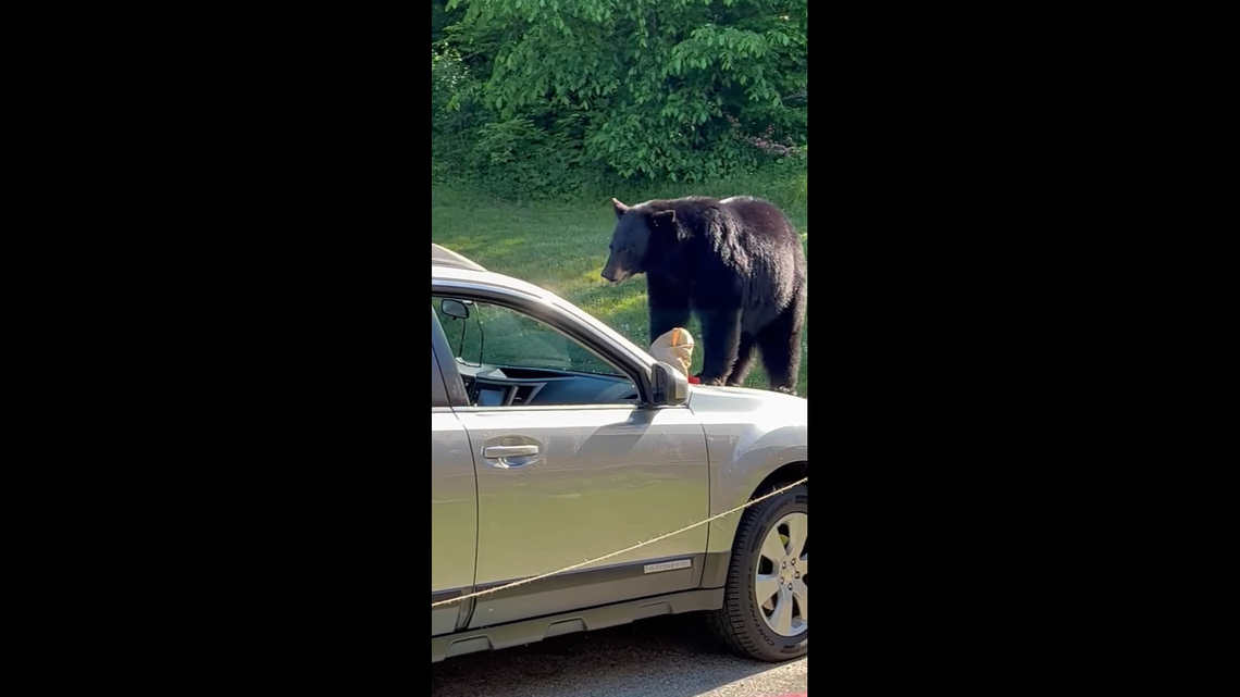A bear snagged a McDonald’s bag from a parked car in Jackson, New Hampshire, police said on June 6, 2022. A video shows the bear eating the leftovers on the hood of the car.
