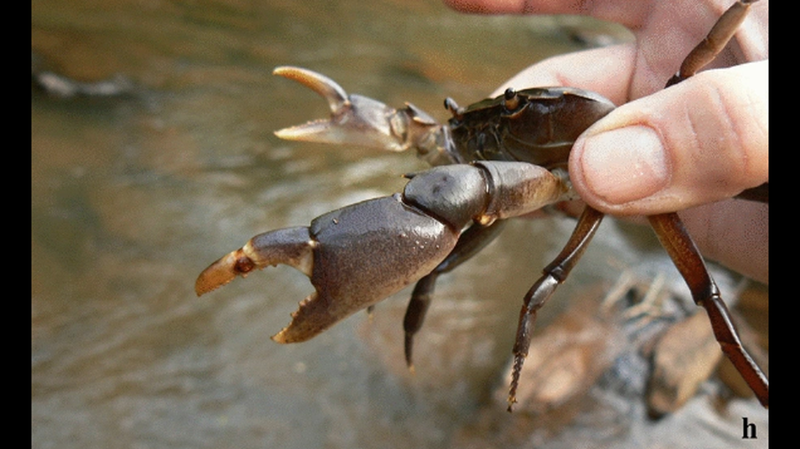 Maritonautes namuliensis is a species of freshwater crab that was discovered in the mountains, and diverged from other crabs about 5 milllion years ago.