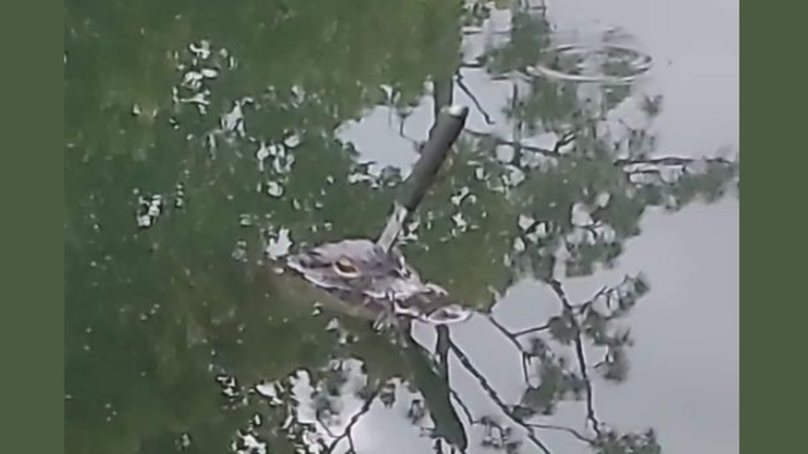 Amanda Leigh posted this photo of young alligator treading water with a knife in its head. It has been euthanized, according to the Florida Fish and Wildlife Conservation Commission.