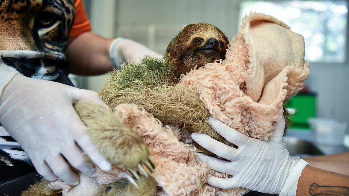 sloth wildlife rescue center