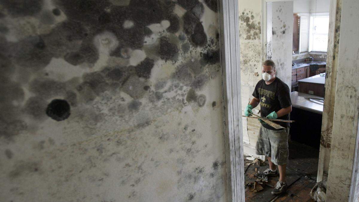hidden mold remediation mold damage