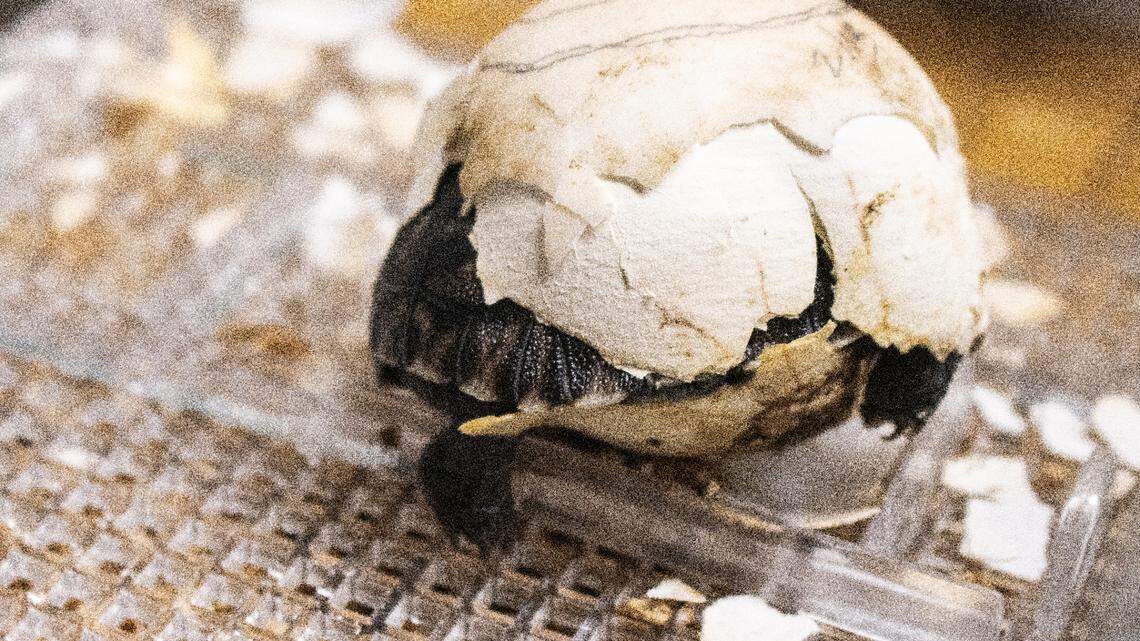 Four critically endangered tortoises hatched at a zoo in Pennsylvania.