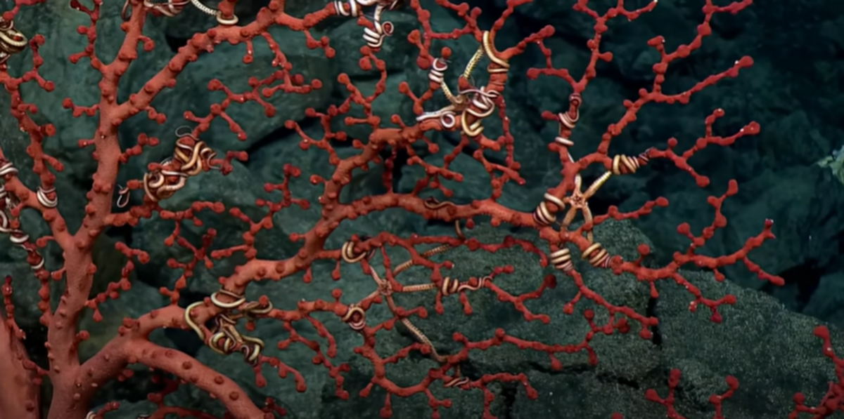 Associate creatures were wrapped around the branches of the coral.