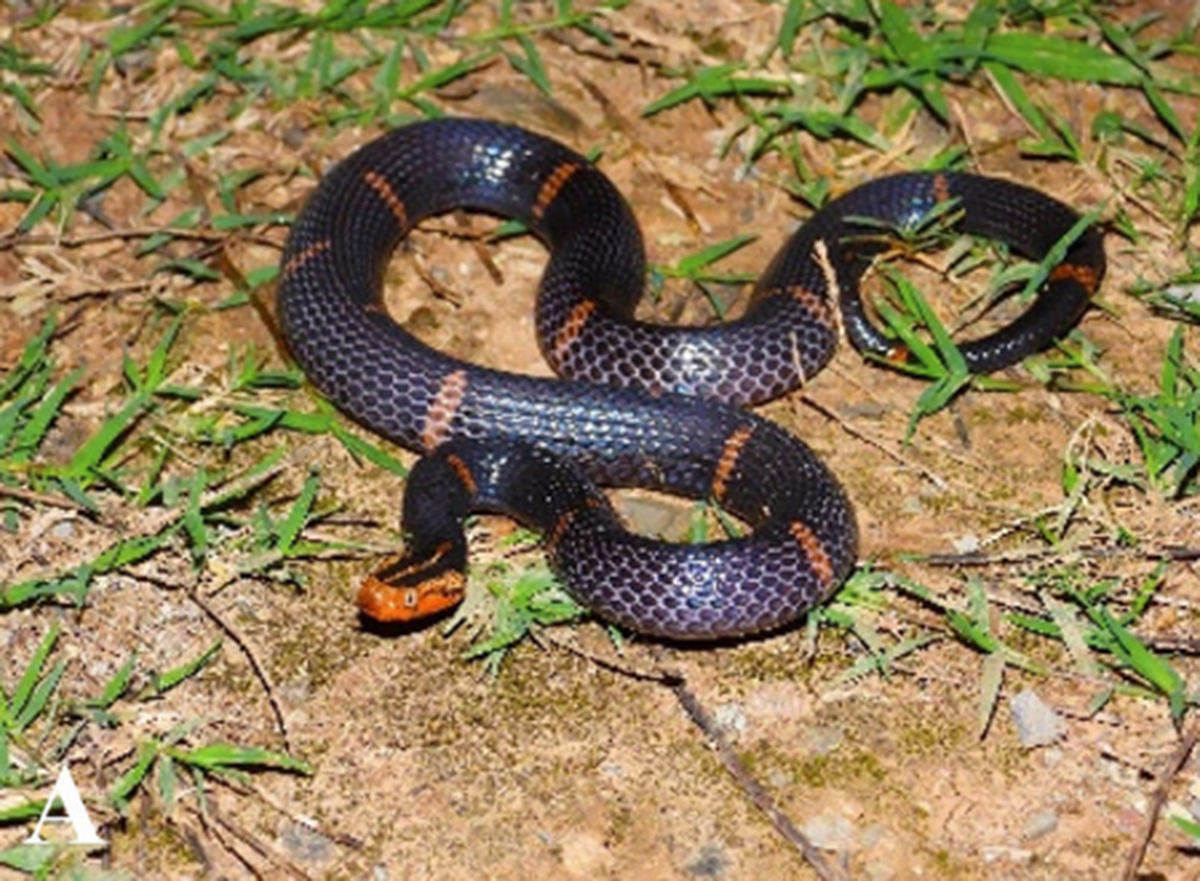 The species is unique among vipers.