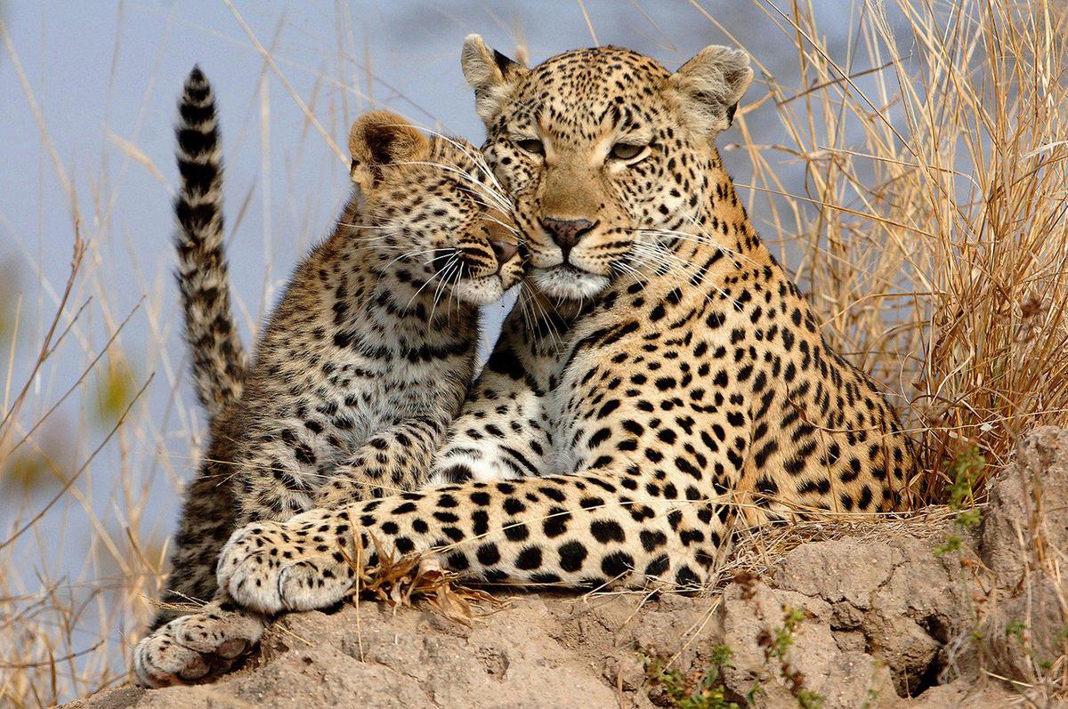 This Londolozi Leopard and cub is one of the favorite images taken by Ron Magill, Zoo Miami ambassador and renowned photographer.