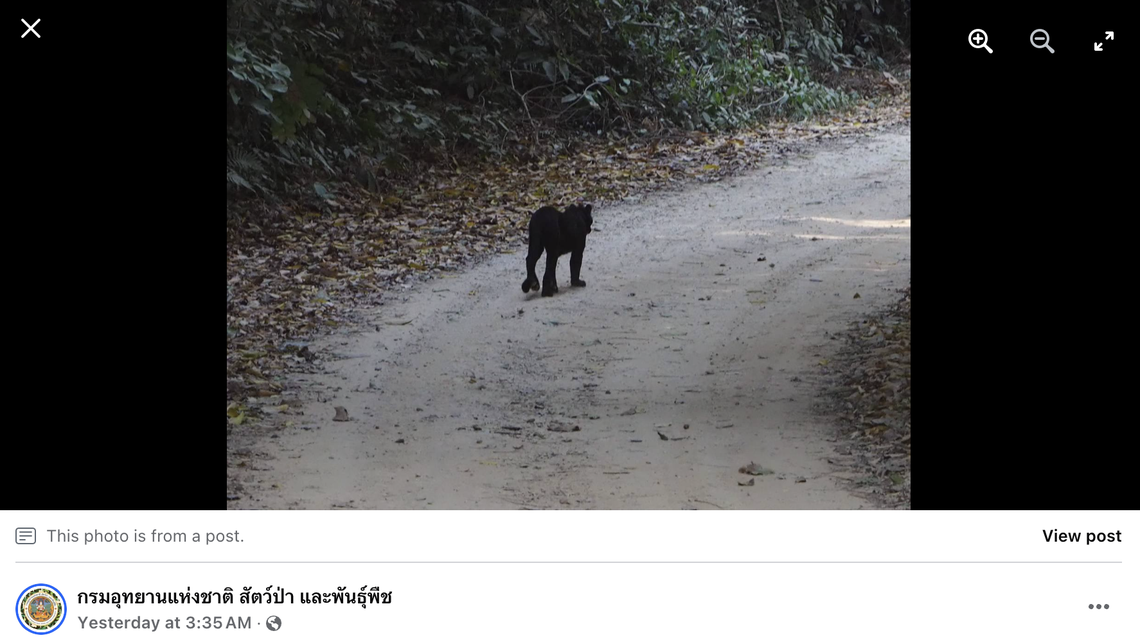 The leopard is just one species of rare big cat that calls the park home.