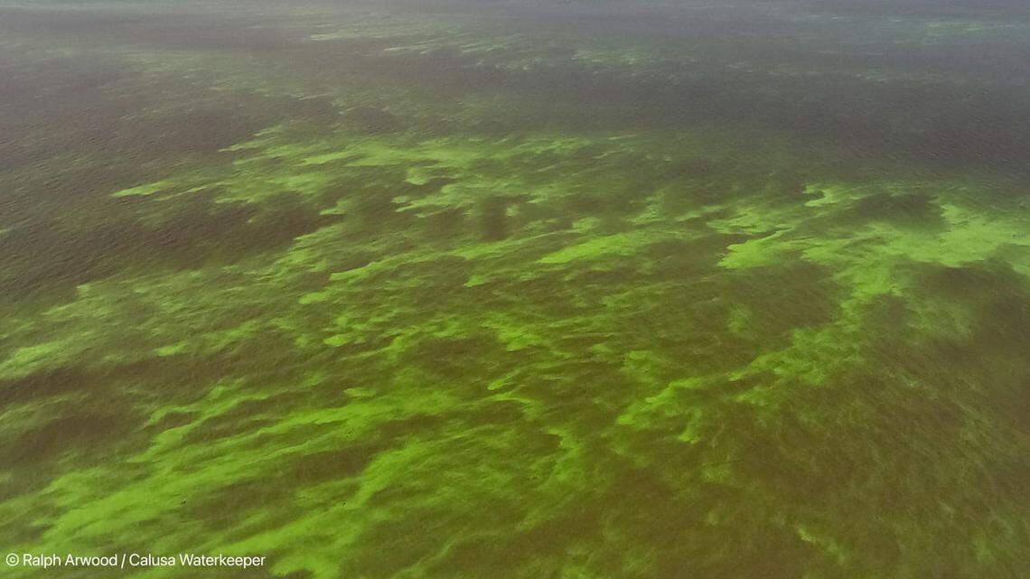 Blue-green algae blooms as seen in Lake Okeechobee in May 2021.
