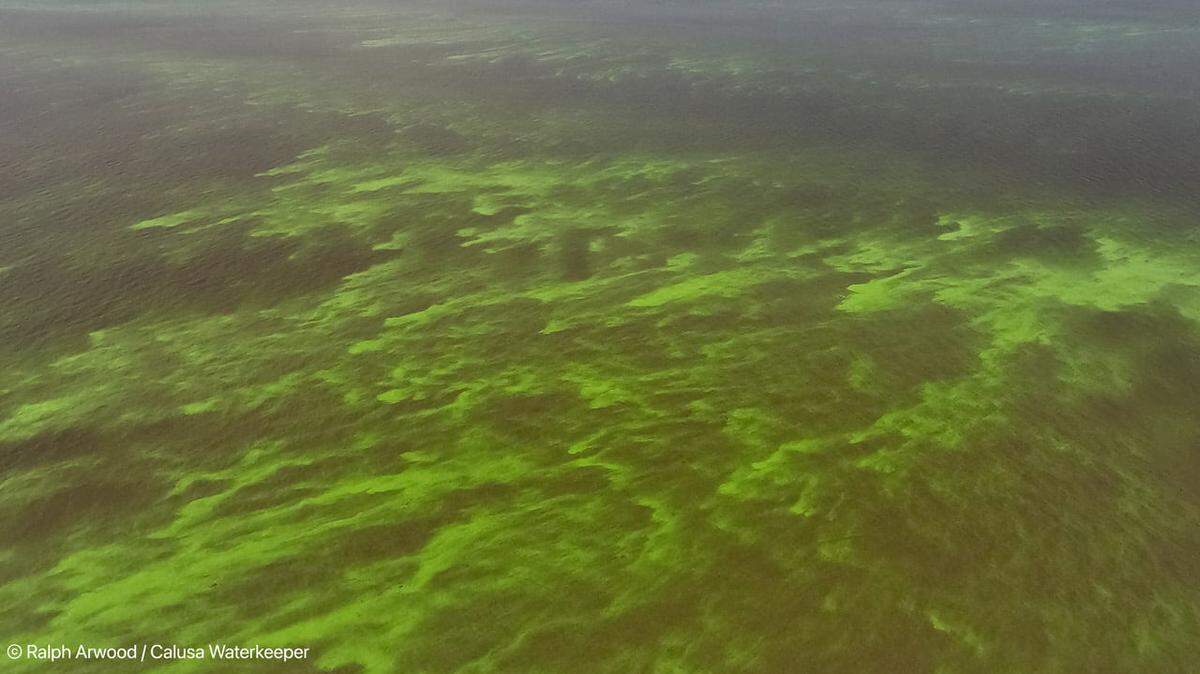 Floraciones de algas verdeazules en el Lago Okeechobee en mayo de 2021.