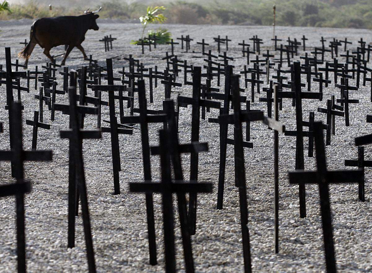 01/11/2011- A bull makes its way pass the crosses erected on top of the mass grave site in memory of the hundreds of thousands of victims of the Jan. 12 earthquake.