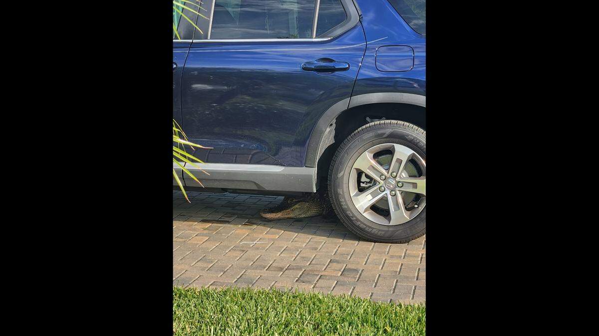 Alligators don’t have a sense of humor, but there’s something undeniably goofy about one hanging out under a Honda on in early April as if no one would notice.