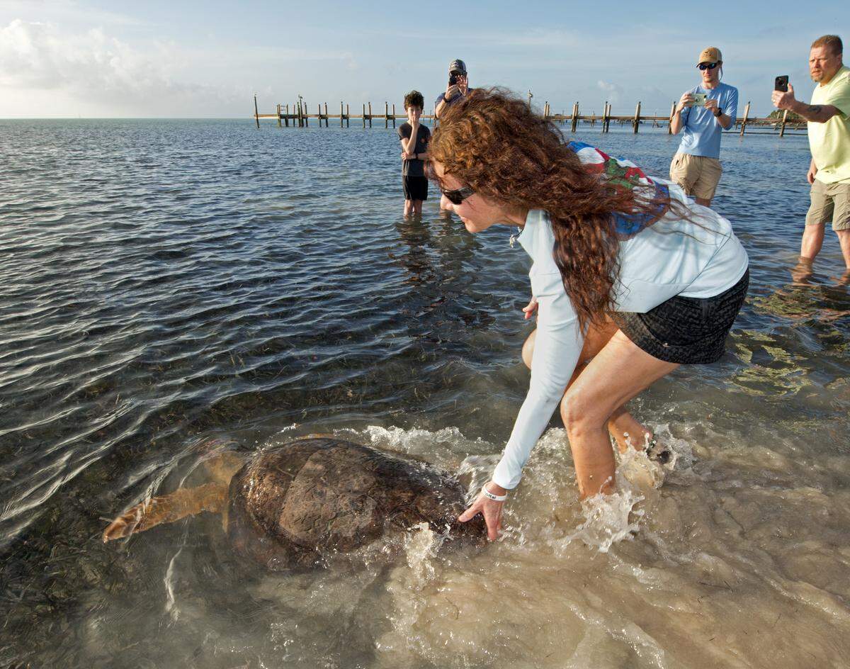 Bette Zirkelbach, manager of the Florida Keys-based Turtle Hospital, helps guide “Shelmore,” a subadult loggerhead sea turtle, to deeper water after it was released off the Florida Keys at the Islander Resort in Islamorada, Fla., Saturday, Dec. 29, 2018.