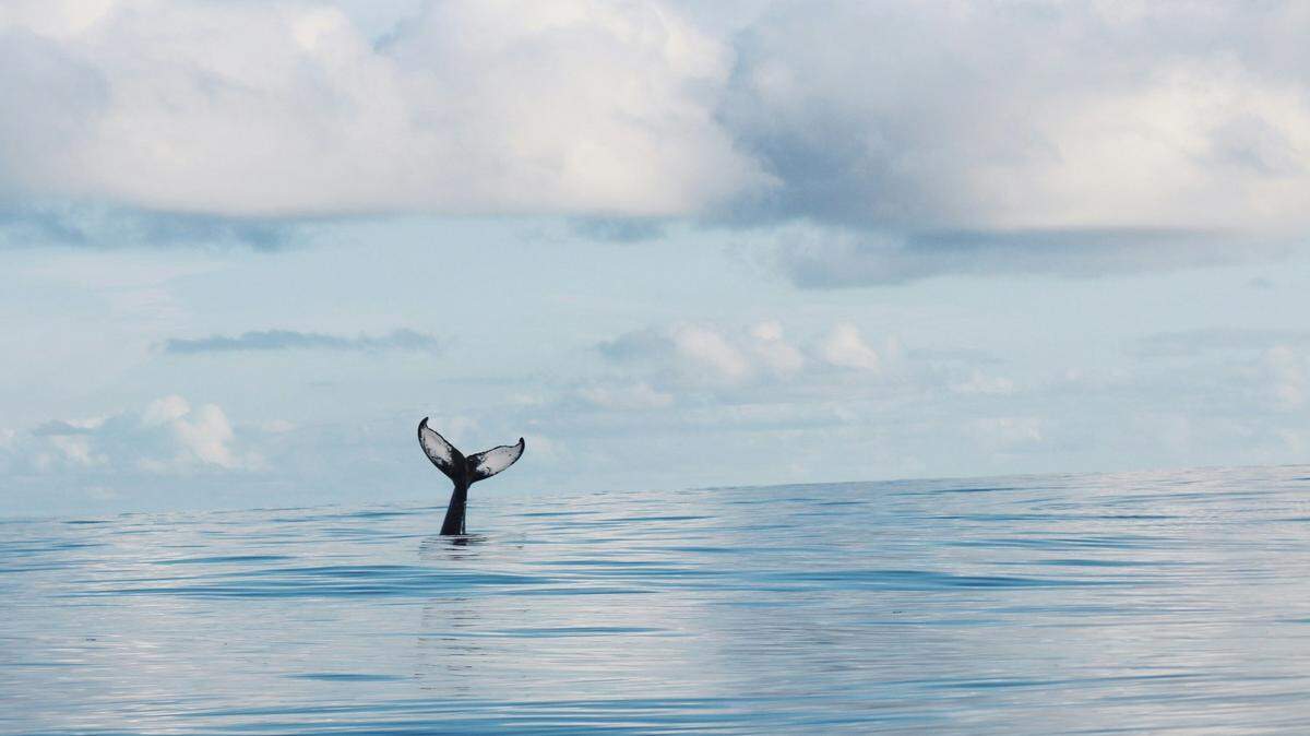 Around the world, the lives of ocean giants remain relatively hidden. Here are some of the top ocean stories from 2024.