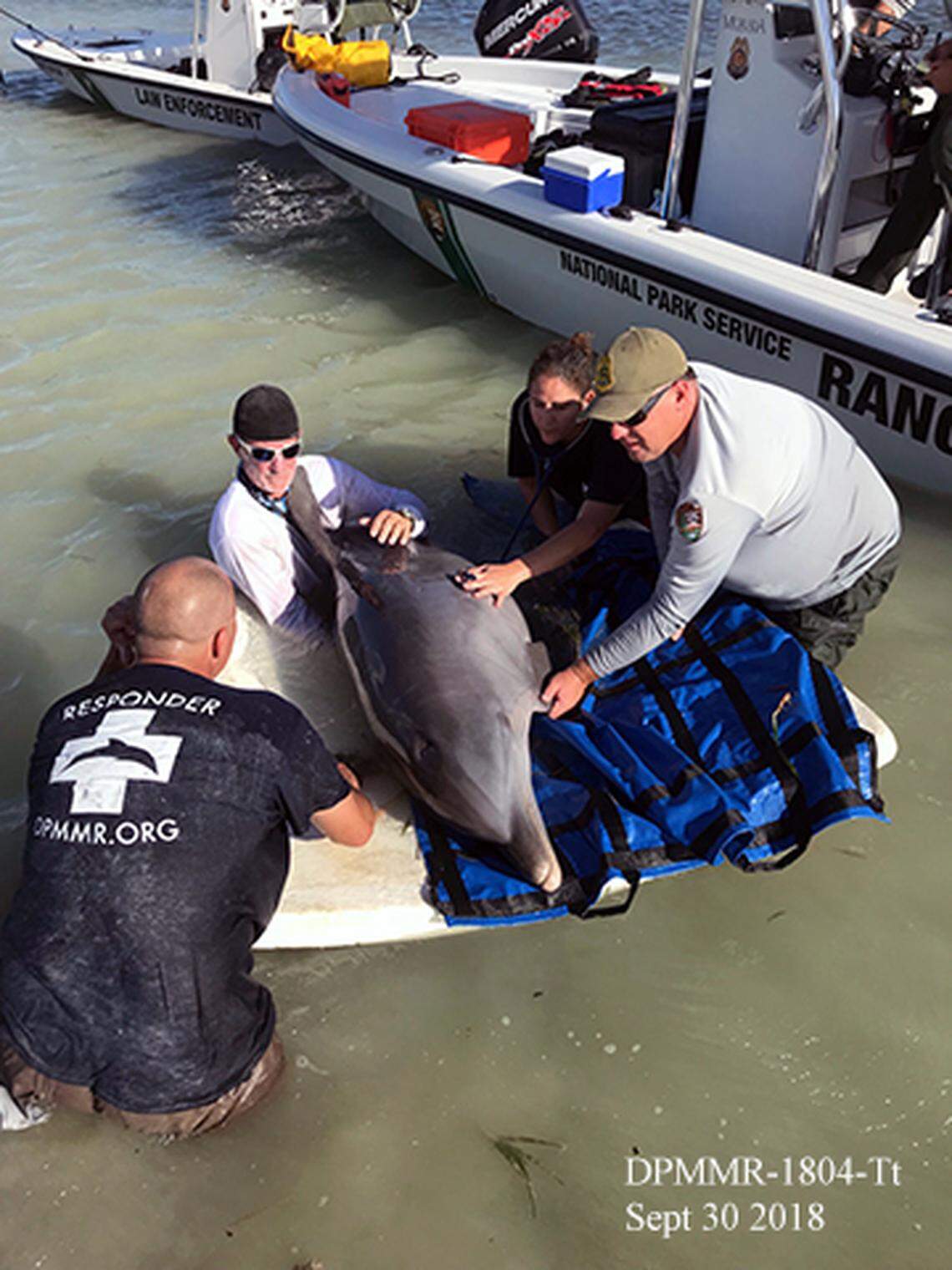 Volunteers with Key Largo’s DolphinsPlus Marine Mammal Responders and rangers with the Everglades National Park Service help a stranded Atlantic bottlenose dolphin on Sunday, Sept. 30, 2018.