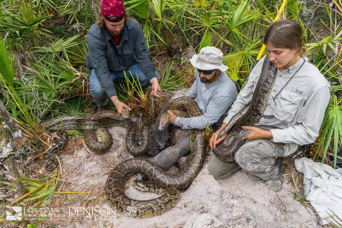 Researchers with the Conservancy of Southwest Florida in Naples pull mating pythons from a burrow in 2016. Source: Conservancy of Southwest Florida