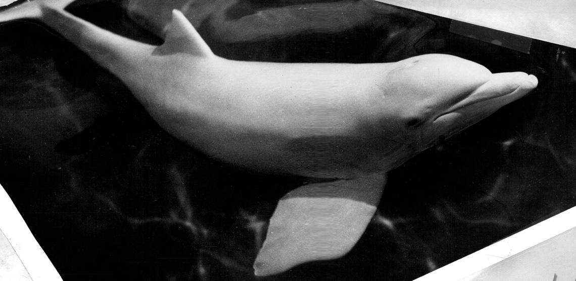 Carolina Snowball at the Seaquarium.