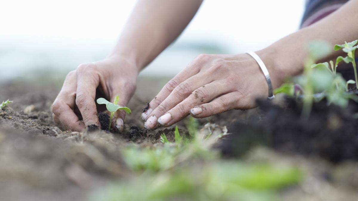 Plants can support the vast array of insect and animal life that populates Florida’s ecosystem.