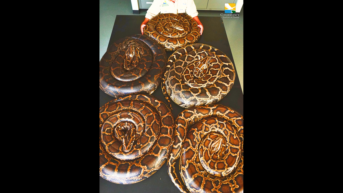 The image shows nearly 700 pounds of Burmese pythons captured by the Conservancy of Southwest Florida.