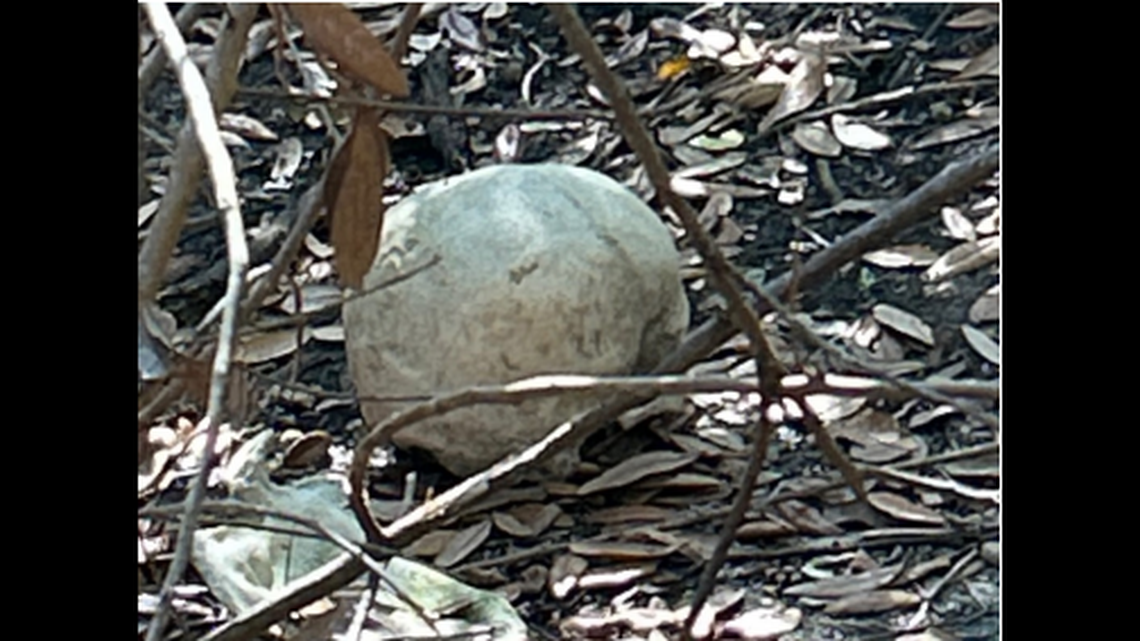 Detectives and investigators with the Volusia County (Florida) Medical Examiner’s Office searched the area and found “approximately 30 bones,” police said.