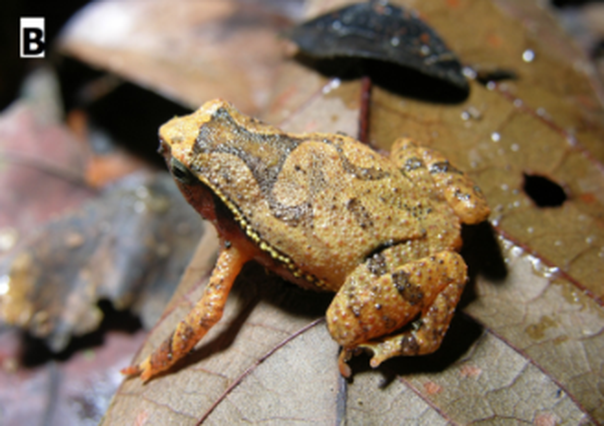 The frogs are light in color and easily blend in with fallen leaves.