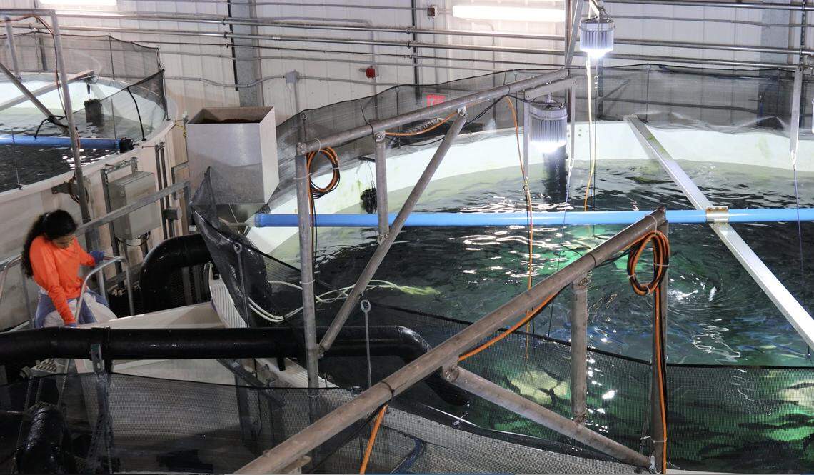 Atlantic Sapphire, one of the world’s largest land-based salmon farms, is harvesting salmon in 36 large tanks in the Homestead area where 2.5 million salmon have been born at the facility and will complete Phrase 1 in July, 2020.