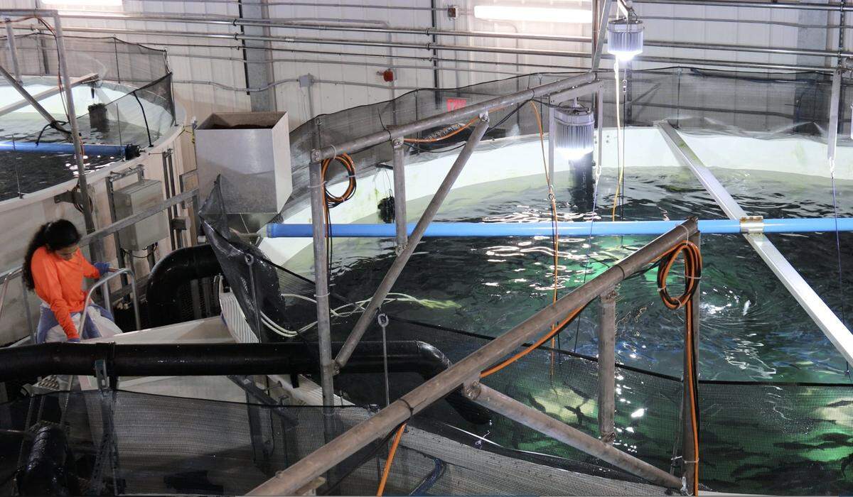 Atlantic Sapphire, one of the world’s largest land-based salmon farms, is harvesting salmon in 36 large tanks in the Homestead area where 2.5 million salmon have been born at the facility and will complete Phrase 1 in July, 2020.