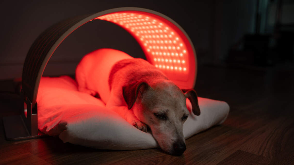 Red Light Therapy Wearables Are Everywhere Now and They Are Coming for Your Pets Too