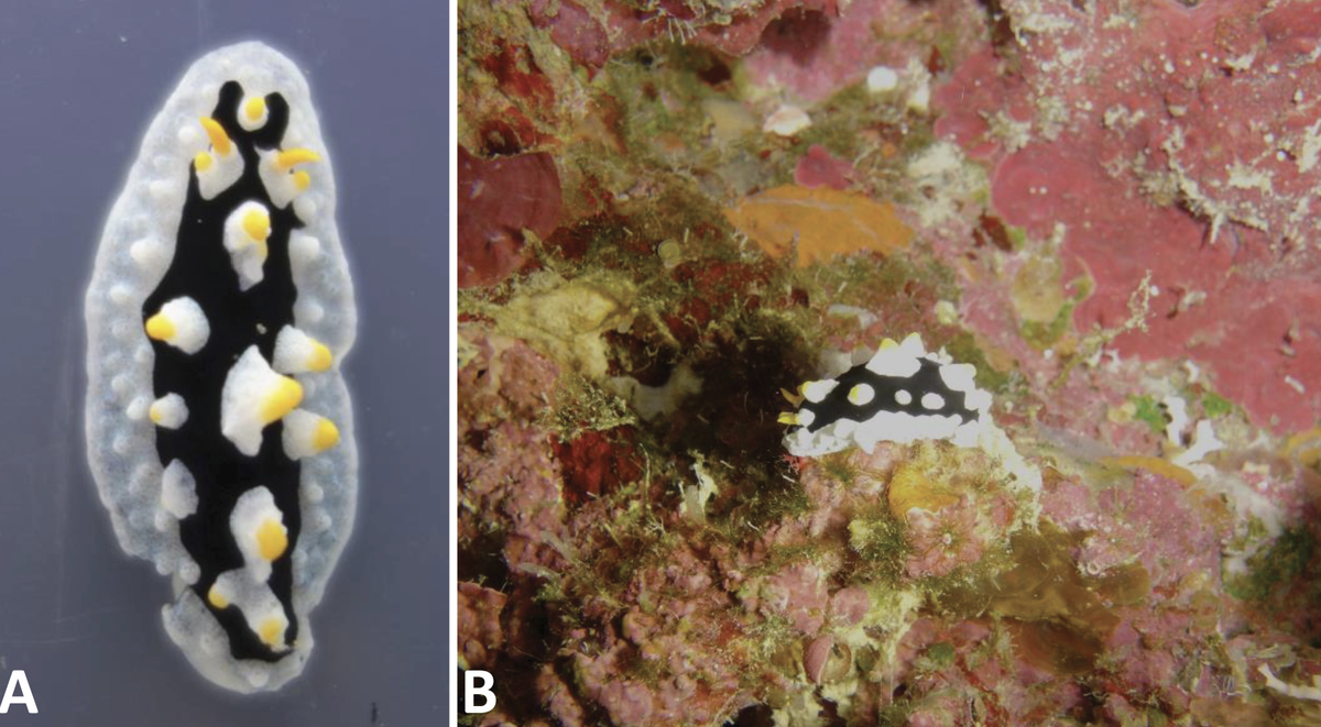 Phyllidia ovata was named after its egg-like coloration.