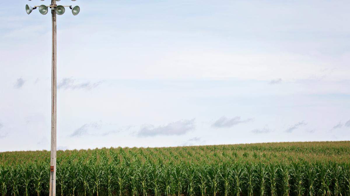 “Field of Dreams” is my favorite movie,” says Adam Snitzer of the 1989 baseball fantasy drama. “Lately, I can’t stop thinking about James Earl Jones’ ‘people will come’ monologue when he says, ‘America has rolled by like an army of steamrollers. It has been erased like a blackboard, rebuilt and erased again.’”