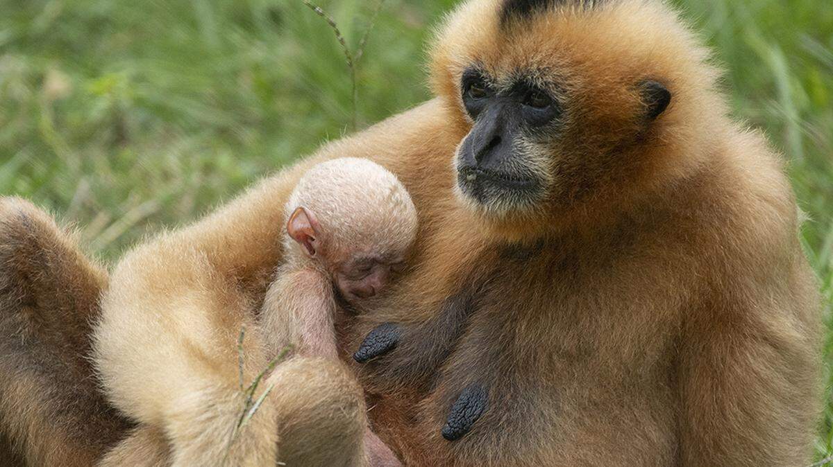 Millie and her newborn bond at Zoo Miami. Millie gave birth to the white-cheeked gibbon on Sept. 4, 2021, said Ron Magill.