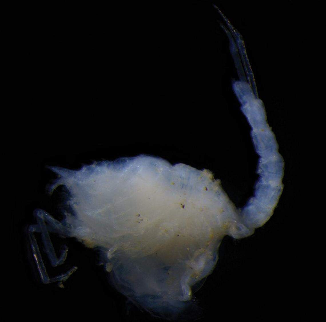 Researchers collected two egg-bearing female specimens, they said.