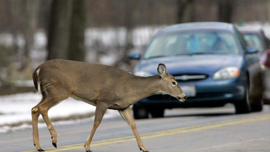 An SUV swerved after hitting a deer (not the one pictured), causing a fatal crash on the Indiana Toll Road, according to state police.