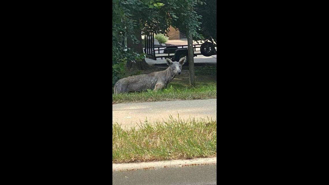 Speculation swirled over a photo of the mysterious animal.