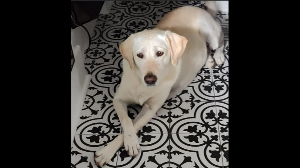 Booey was taken to Trenton Animal Hospital for treatment of “three deep lacerations and a hairline fracture,” officials said. He is recovering.