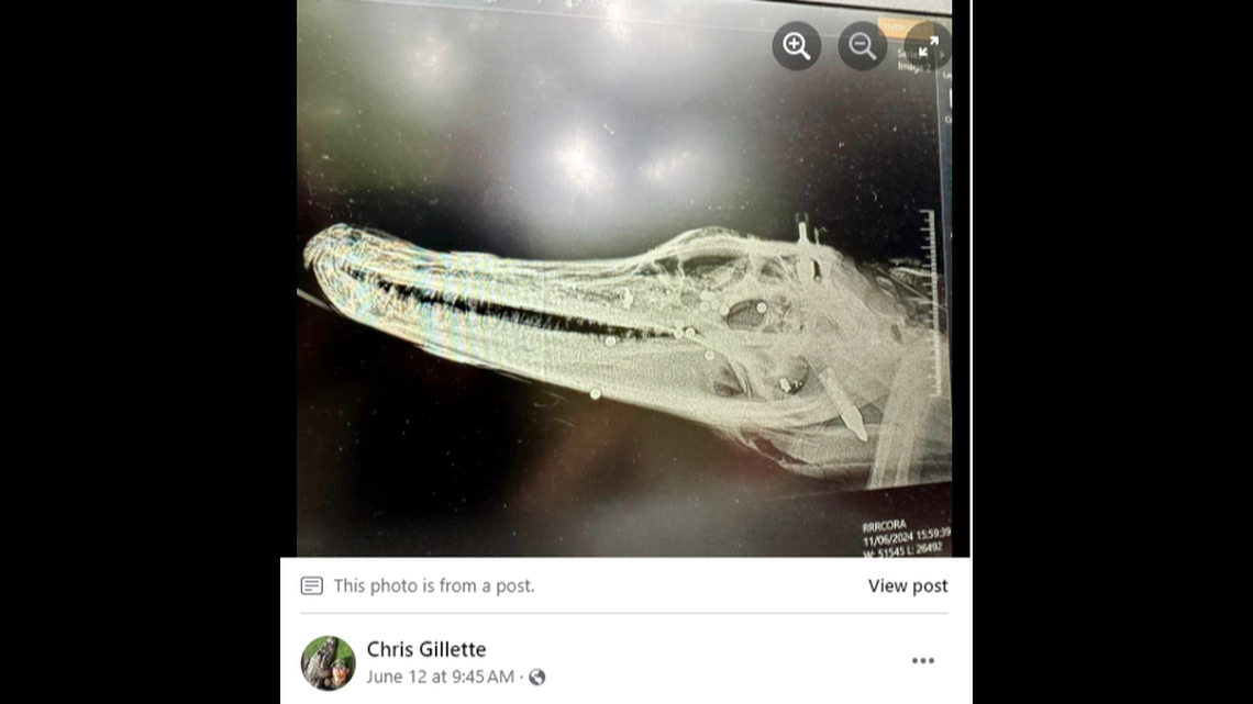 Multiple projectiles were found in the alligator’s head, including one buried in an ear, wildlife biologist Chris Gillette reported on Facebook.