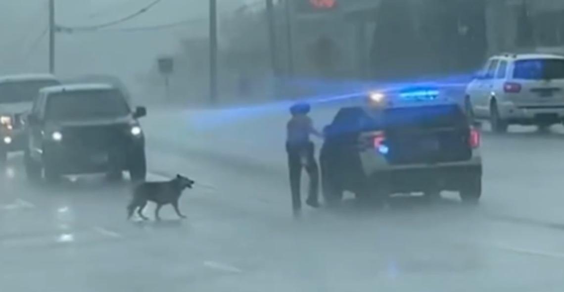 The wayward dog comes across like a toddler caught misbehaving in the video. It doesn’t even make eye contact with Trooper Lance Willis as it climbs into the patrol car.