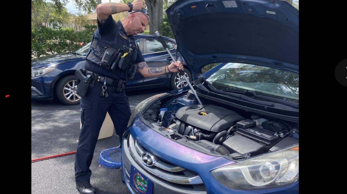 The Clearwater Police Department helped remove an injured raccoon from a Hyundai Elantra in Florida.