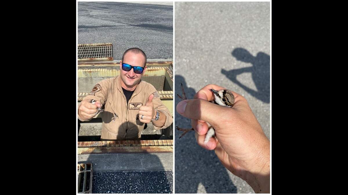 Florida Highway Patrol Sgt. Jeff Pollack, a pilot with the Orlando department, rescued a baby bird that had fallen into a grate at the Orlando Executive Airport on July 27, 2021.