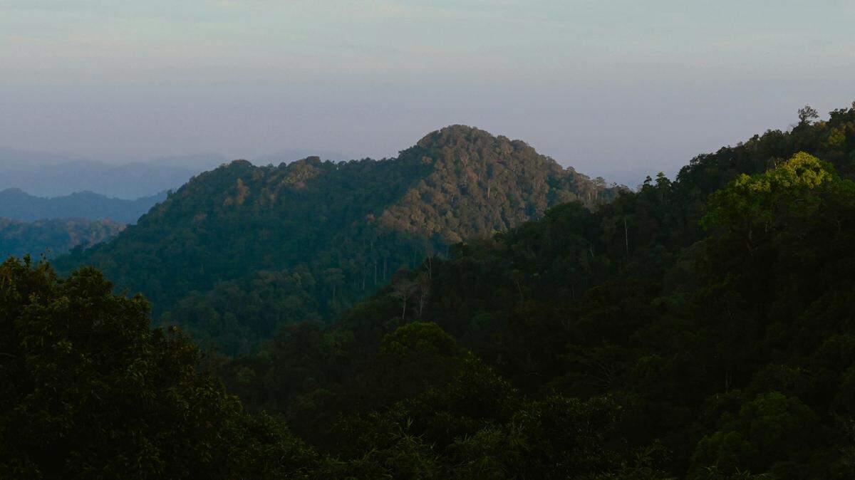 In a massive national park in Thailand, a dark creature made a rare appearance.